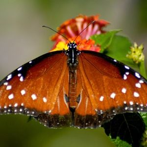 Meet your Posher, Camilla